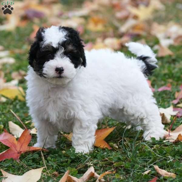 Buster, Mini Sheepadoodle Puppy