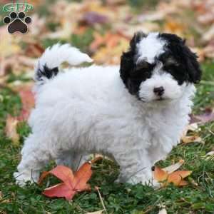 Buster, Mini Sheepadoodle Puppy