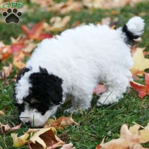 Buster, Mini Sheepadoodle Puppy