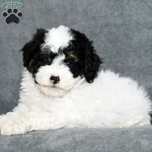 Buster, Mini Sheepadoodle Puppy