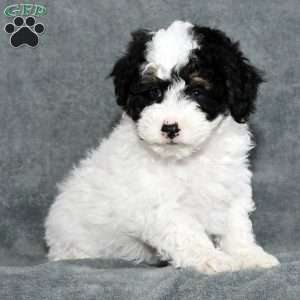 Buster, Mini Sheepadoodle Puppy