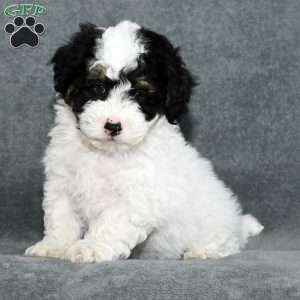 Buster, Mini Sheepadoodle Puppy