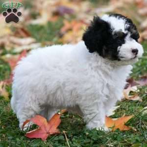 Buster, Mini Sheepadoodle Puppy