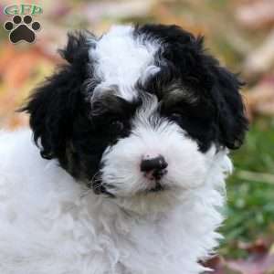 Buster, Mini Sheepadoodle Puppy