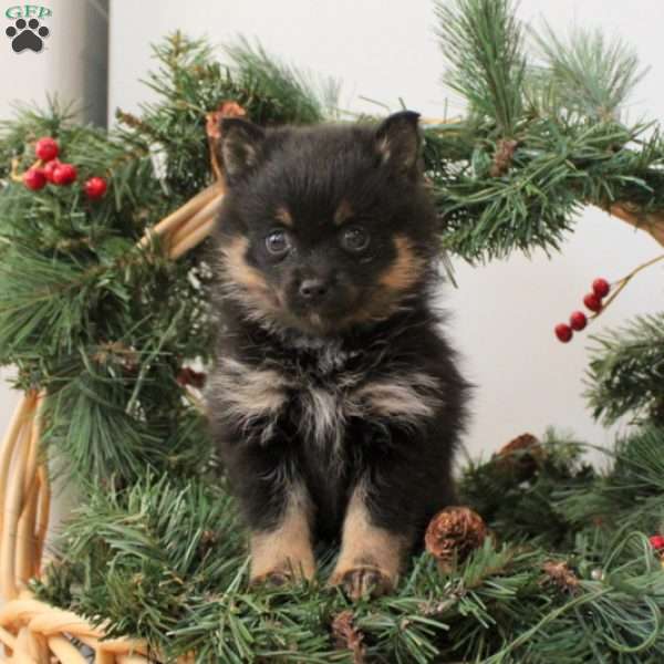 Buttercup, Pomsky Puppy