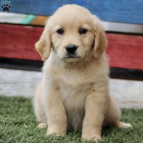 Tessa, Golden Retriever Puppy