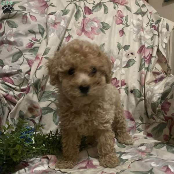 Scarlet, Bichon Frise Puppy