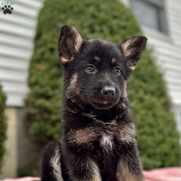 Nikita, German Shepherd Puppy