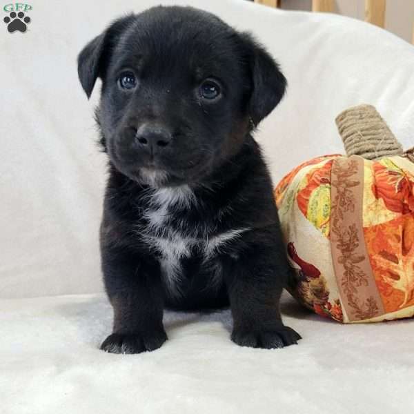 Jasper, Labrador Mix Puppy