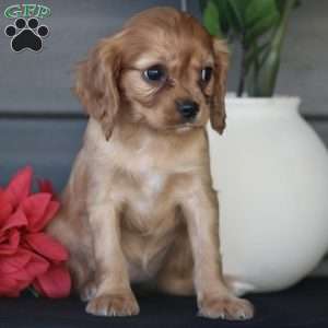 Stella, Cavapoo Puppy