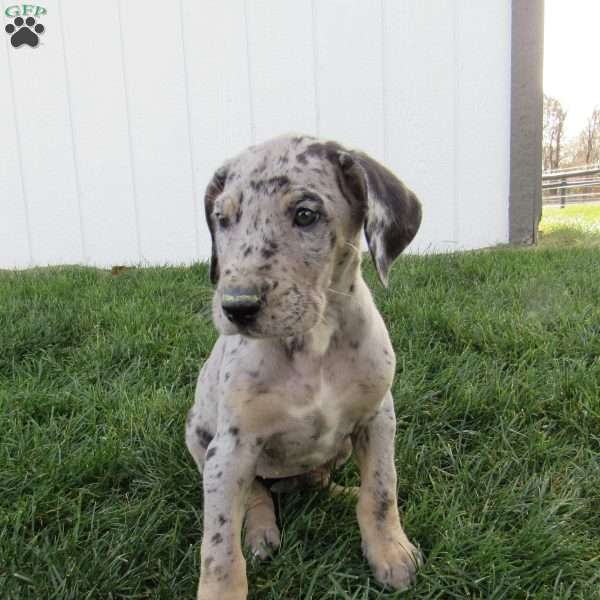 Sienna, Great Dane Puppy