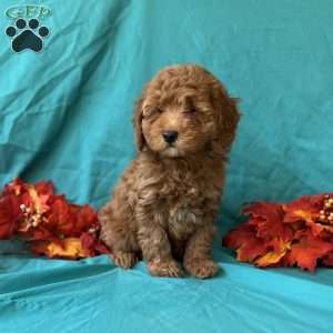 Shadow, Mini Goldendoodle Puppy