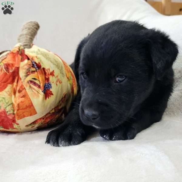 Jenna, Labrador Mix Puppy