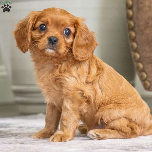 Brody, Cavalier King Charles Spaniel Puppy