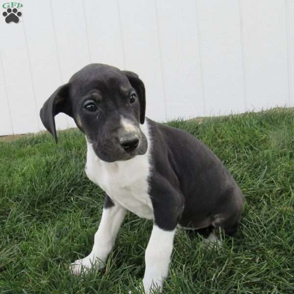 Callie, Great Dane Puppy