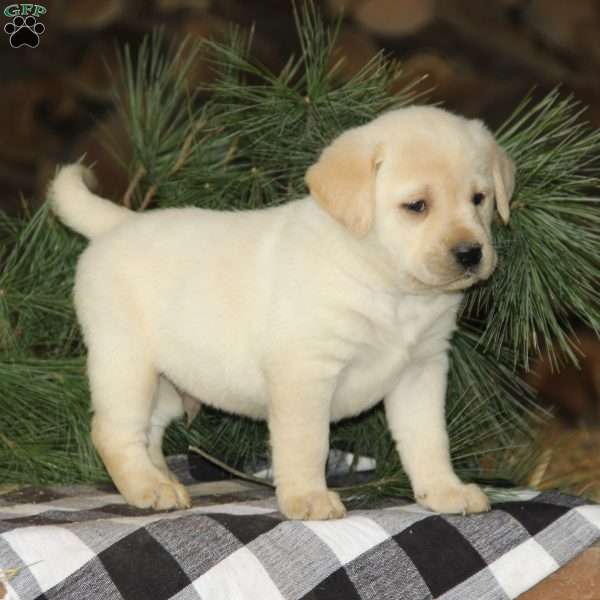 Hunter, Yellow Labrador Retriever Puppy