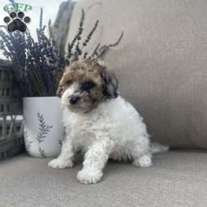 Rusty, Maltipoo Puppy