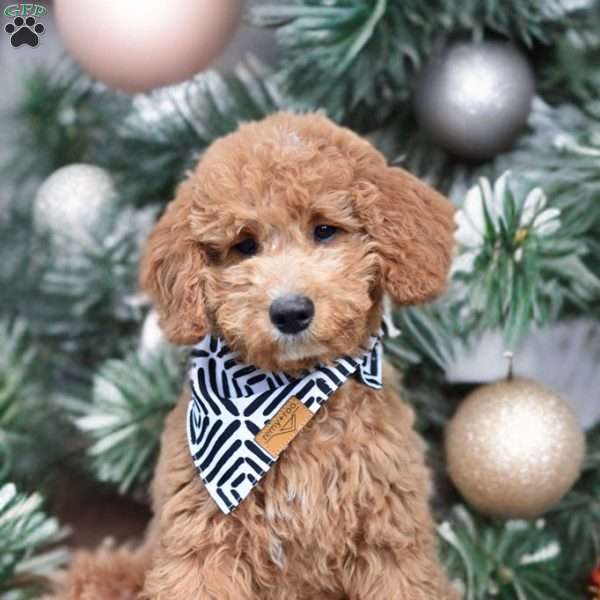 Fletcher, Mini Goldendoodle Puppy