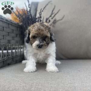 Rusty, Maltipoo Puppy