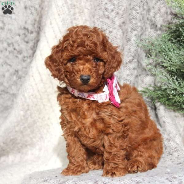 Cadence, Toy Poodle Puppy