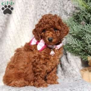 Cadence, Toy Poodle Puppy