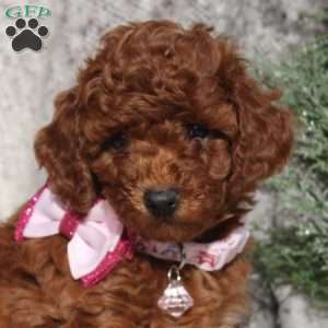 Cadence, Toy Poodle Puppy