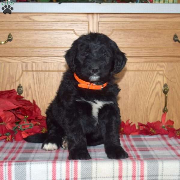 Caesar, Bernedoodle Puppy