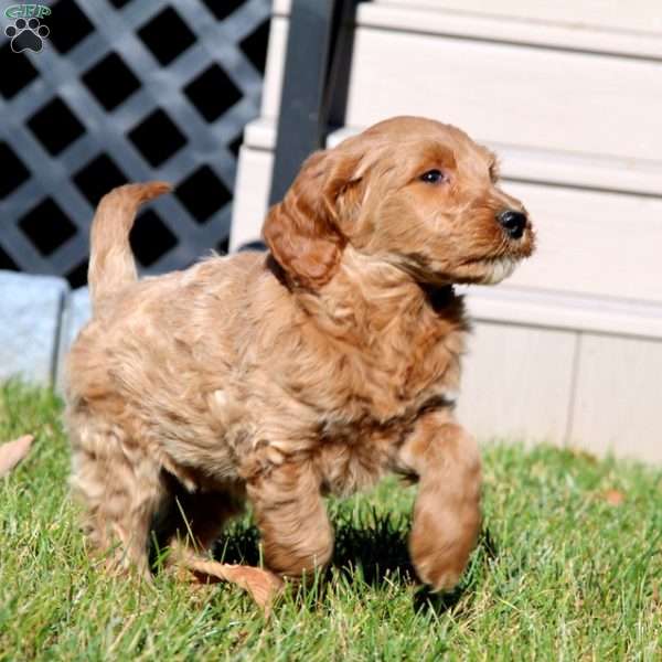 Caleb, Mini Goldendoodle Puppy