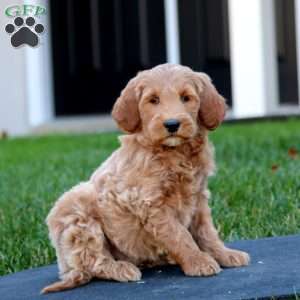 Caleb, Mini Goldendoodle Puppy