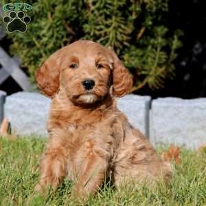 Caleb, Mini Goldendoodle Puppy