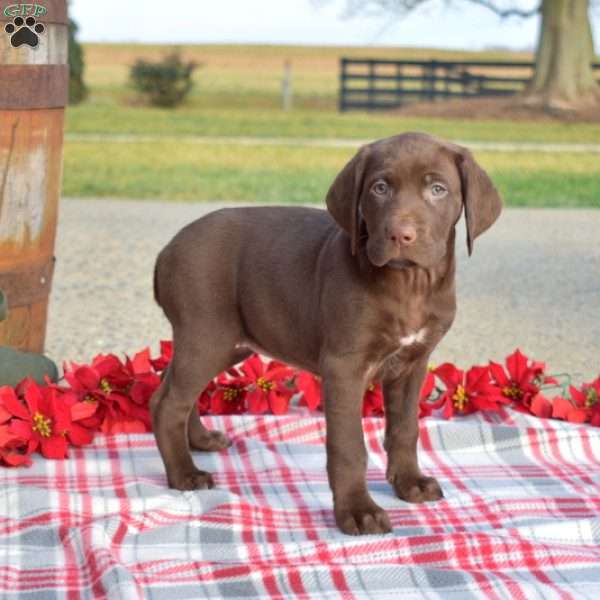 Callie, German Shorthaired Pointer Puppy