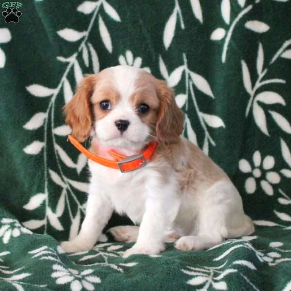 Callie, Cavalier King Charles Spaniel Puppy