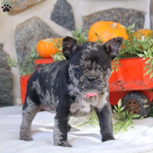 Callie, Frenchton Puppy