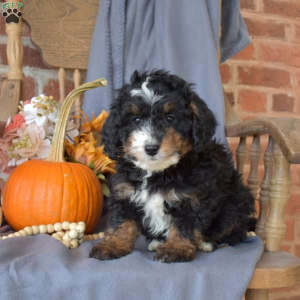 Callie, Mini Bernedoodle Puppy