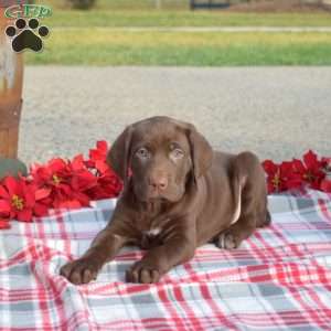 Callie, German Shorthaired Pointer Puppy