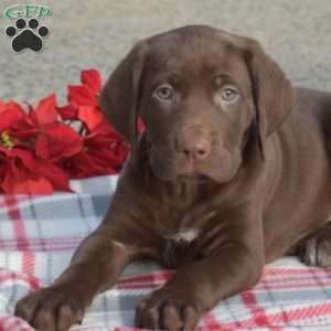 Callie, German Shorthaired Pointer Puppy