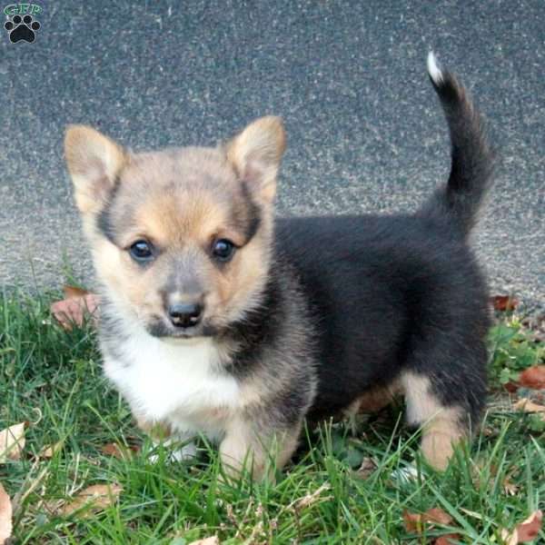 Calvin, Pembroke Welsh Corgi Puppy