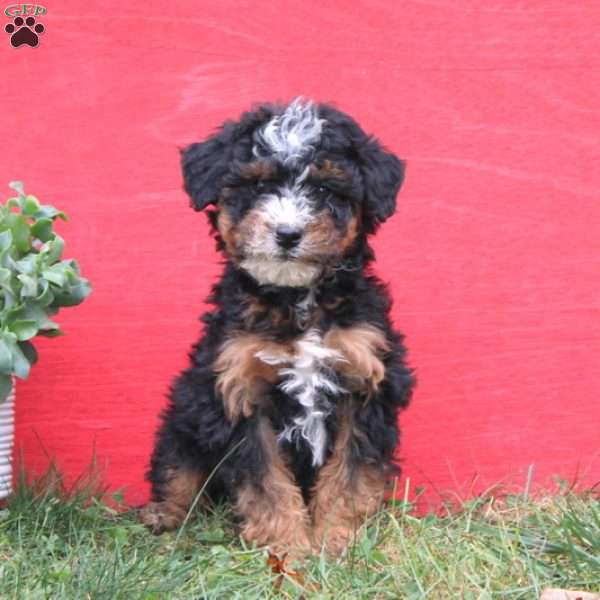 Calvin, Mini Bernedoodle Puppy