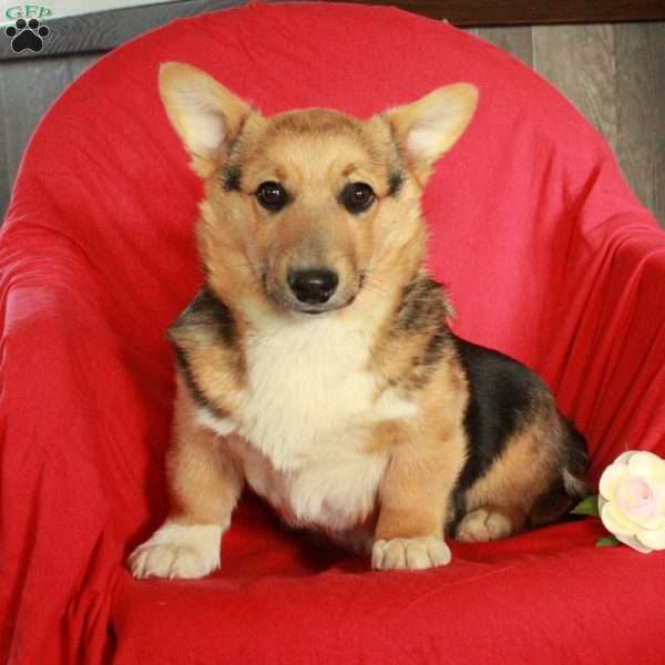 Calvin, Pembroke Welsh Corgi Puppy