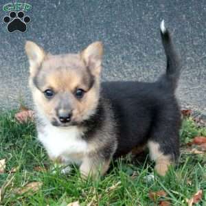 Calvin, Pembroke Welsh Corgi Puppy