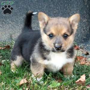 Calvin, Pembroke Welsh Corgi Puppy