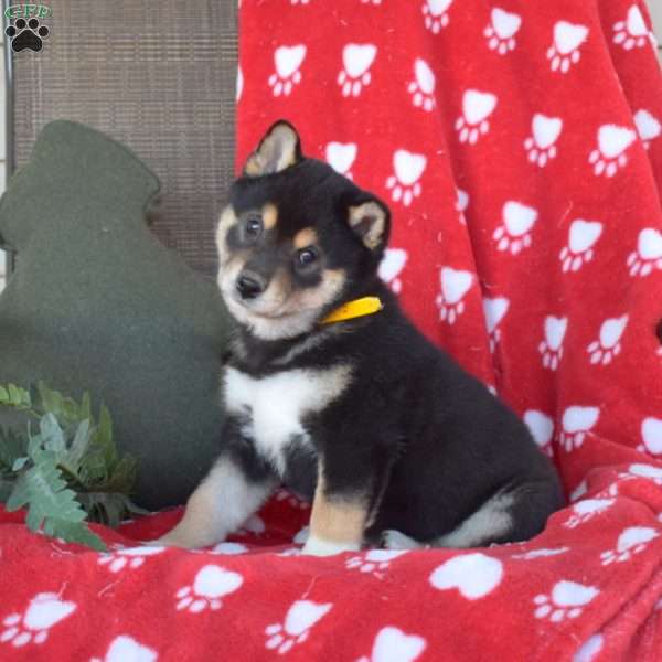 Camper, Shiba Inu Puppy