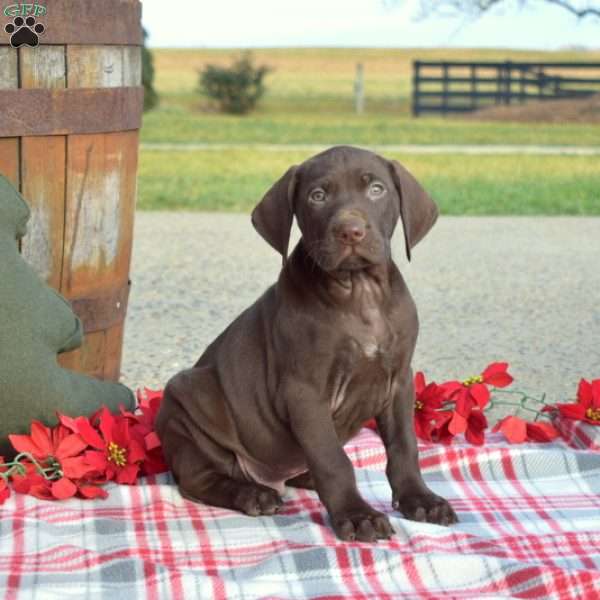 Camper, German Shorthaired Pointer Puppy