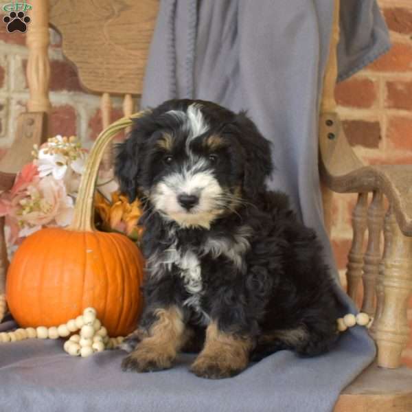 Camper, Mini Bernedoodle Puppy