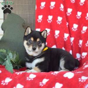 Camper, Shiba Inu Puppy