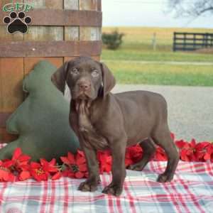 Camper, German Shorthaired Pointer Puppy