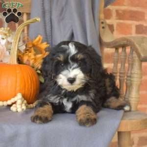 Camper, Mini Bernedoodle Puppy