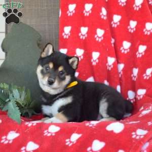 Camper, Shiba Inu Puppy