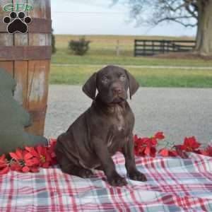 Camper, German Shorthaired Pointer Puppy