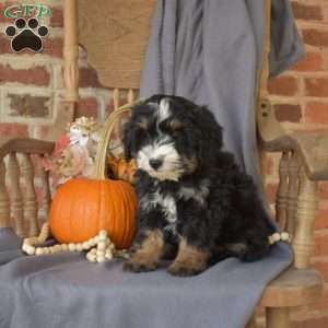 Camper, Mini Bernedoodle Puppy